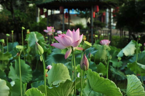 金牛近期桃花运势怎么样了