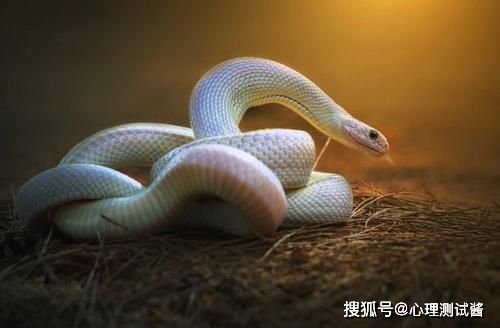 双子蛇近期运势怎么样女性
