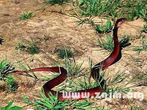 梦见蛇的运势