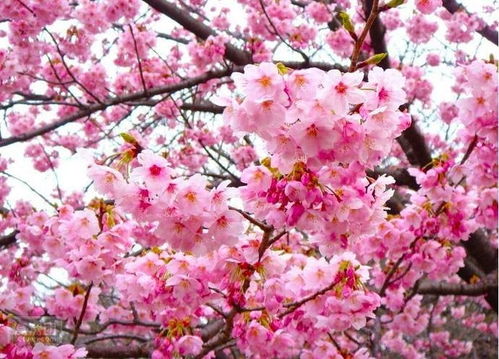 三限盘看桃花运