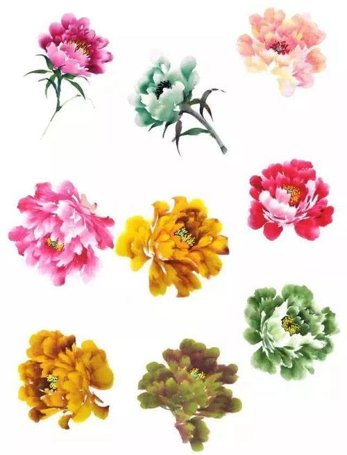 牡丹花的特点和外形、颜色
