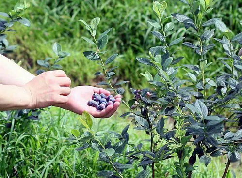 圣杯六正位桃花什么时候来