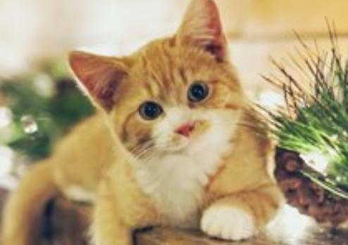 近期喜欢猫了是什么运势呢