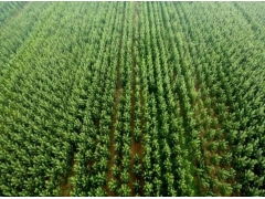 中国苗木网价格查询