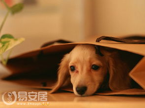 射手座狗近期感情运势如何
