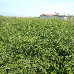 名贵苗木价格一览表图片
