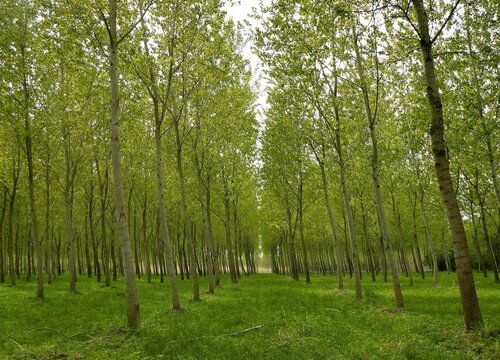 杨树图片大全大图