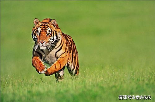 属虎运势近期怎么样了