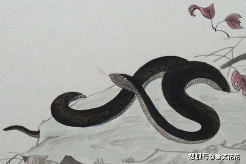 生肖蛇近期的运势如何呢女