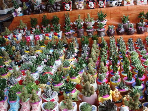 附近的鲜花批发市场在哪里