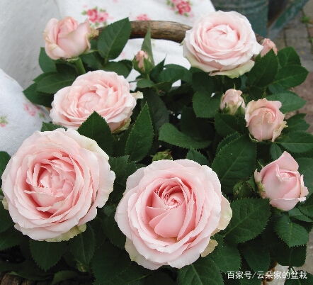 超漂亮的玫瑰花图片大图
