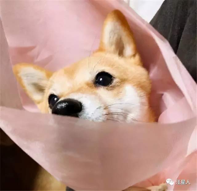 摩羯近期脱单运势文字图