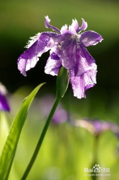 鲜花寓意花语大全合集