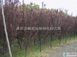 全球苗木信息网