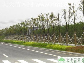 绿化工程苗木求购信息网