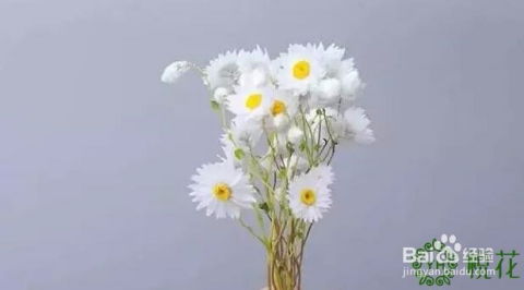 康乃馨的图片大全大图 插花