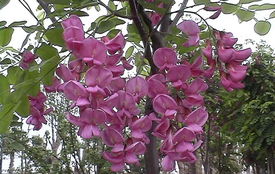 香花槐