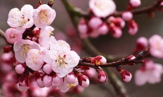 近期桃花运势图解析大全（近期桃花运势如何）