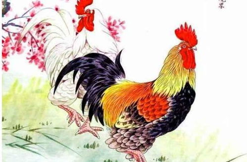 93年鸡近期运势如何看（93年属鸡人最近几年的运势）