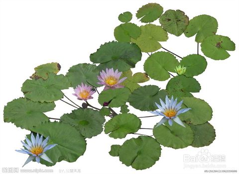 植物传播种子有哪些