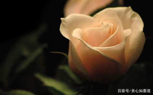 感情运势：未来半月感情运势怎么样（未来半个月怎么样）