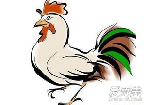 今日运势：明天属鸡男今日运势（明天属鸡男今日运势如何）