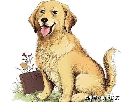 今日运势：2022属狗的今日运势（属狗人今日运程运势）