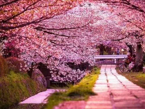 如何看近期桃花运势图（测算近期桃花运）