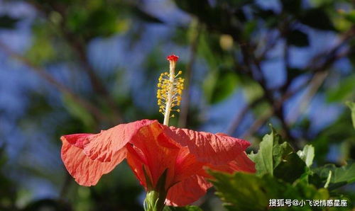 感情运势：天蝎男感情桃花运势好吗（天蝎男的桃花运）