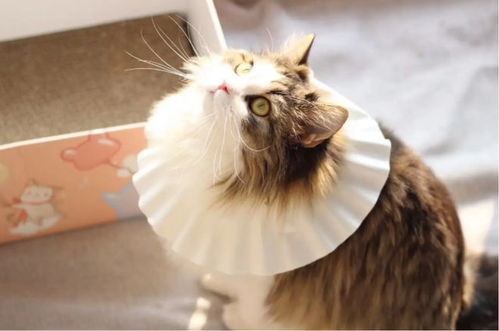 狮子座女生近期养猫运势（狮子座女孩适合养的狗）