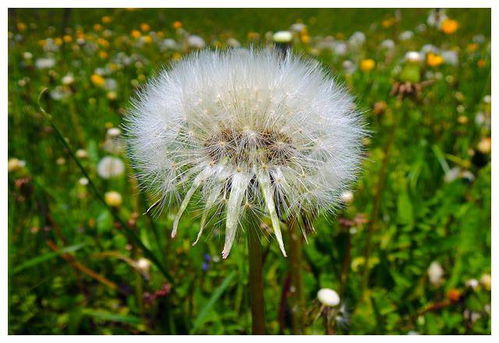 近期12月桃花运势如何（12月份桃花开花了吗）