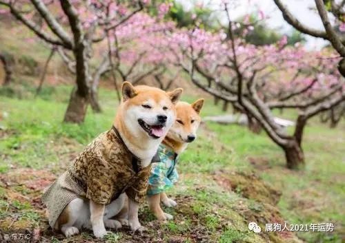 今日运势：06年属狗今日运势（06属狗2021年运势及运程每月运程）
