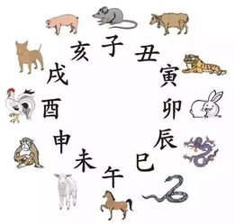 宝宝取名：姓徐的虎宝宝怎么取名（姓徐的虎宝宝怎么取名男孩）