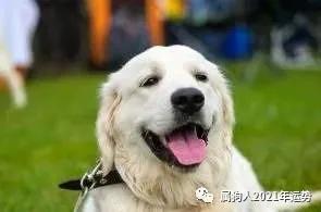 今日运势：狗狗今日财运运势图（狗狗今日财运运势图片）