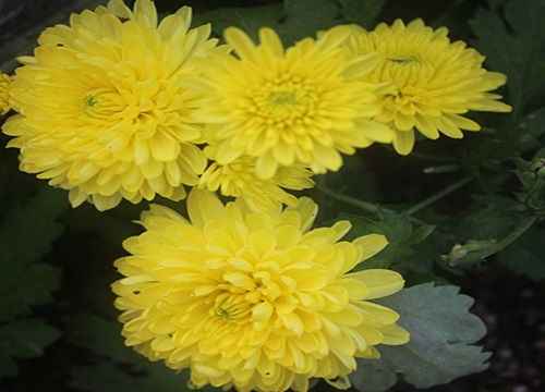 菊花代表什么象征意义