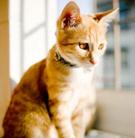今日运势：猫是对话今日运势（猫石对话今日运势）
