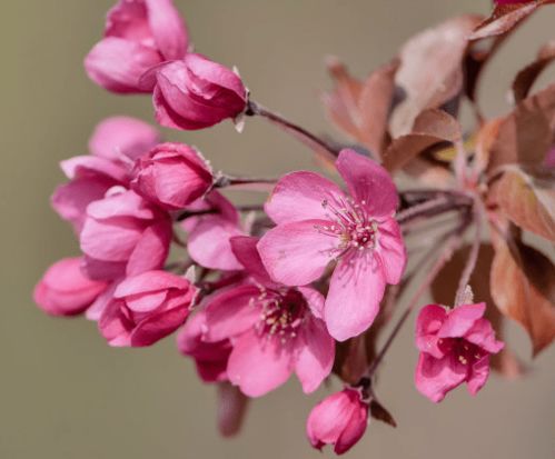 今日运势：今日桃花事业运势（今日桃花事业运势如何）