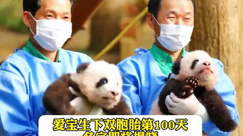 宝宝取名：爱宝熊猫宝宝取名怎么取（出名的熊猫宝宝）