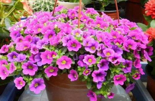 什么花四季开花又好养
