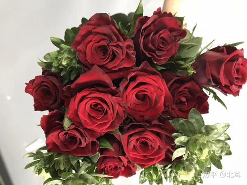 各种玫瑰花语大全