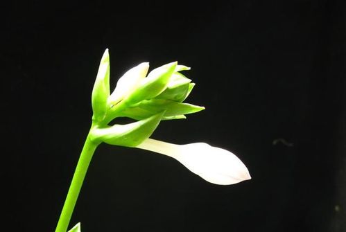 感情运势：狮子男5月感情运势如何（狮子男5月爱情运势）