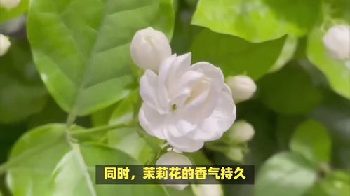 茉莉花的花语