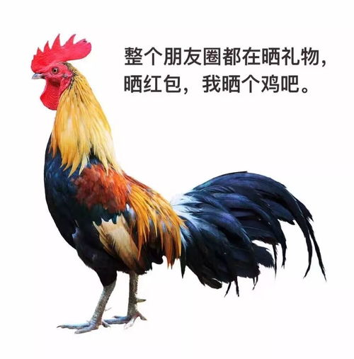 八字合婚：鸡和鸡的八字合不合婚配（鸡和属相合不合）