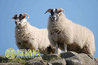 八字合婚：龙和羊八字合不合婚配呢（龙和羊八字合不合婚配呢女）