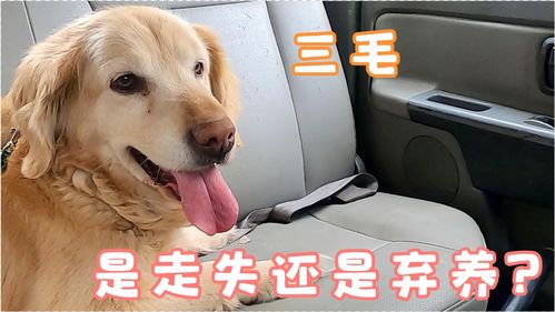 宝宝取名：怎么给金毛宝宝取名女孩（金毛狗宝宝取名字大全）