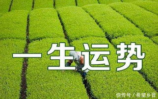 感情运势：1月生肖感情运势（一月生肖运势2021）