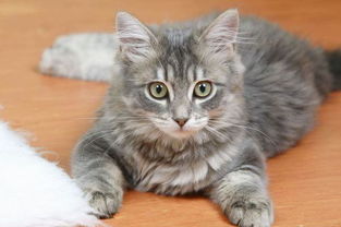 宝宝取名：宝宝取名宠物猫怎么取（给猫儿取名字）