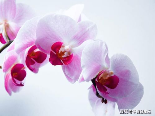 金牛男近期桃花运势如何（金牛男2021感情运势）
