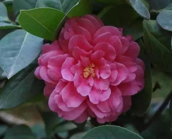 山茶花图片