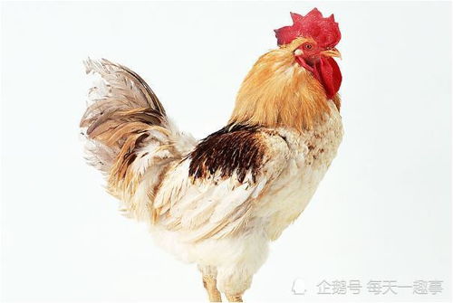 八字合婚：男鸡女鼠八字合婚好不好（男鸡女鼠婚姻好吗）